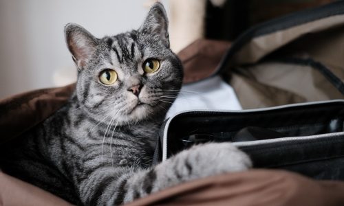 Transporte de animais na cabine do avião