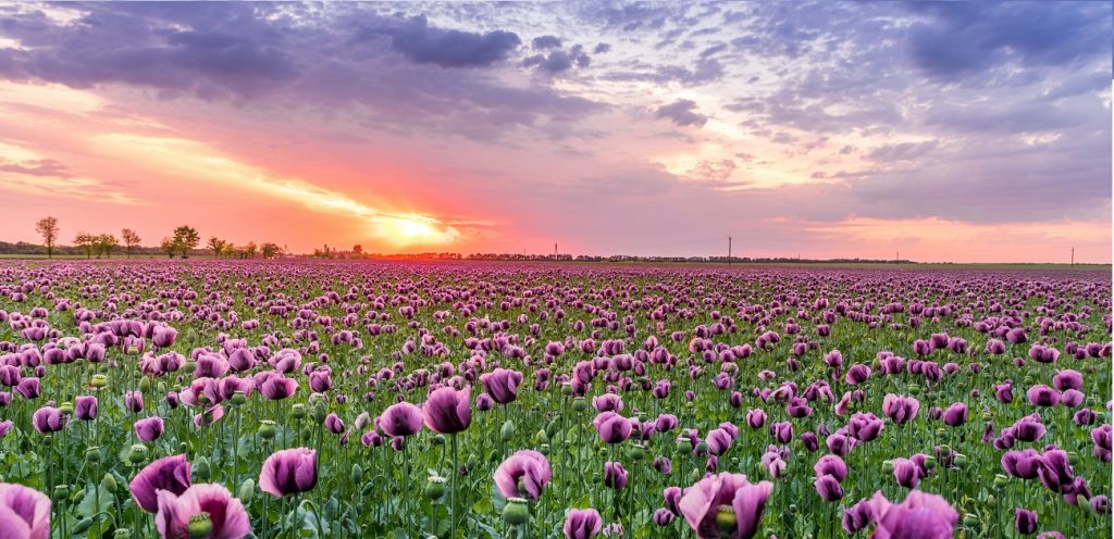 Destinos brasileiros para você visitar na primavera