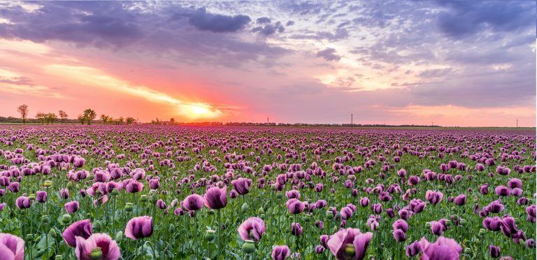 Destinos brasileiros para você visitar na primavera