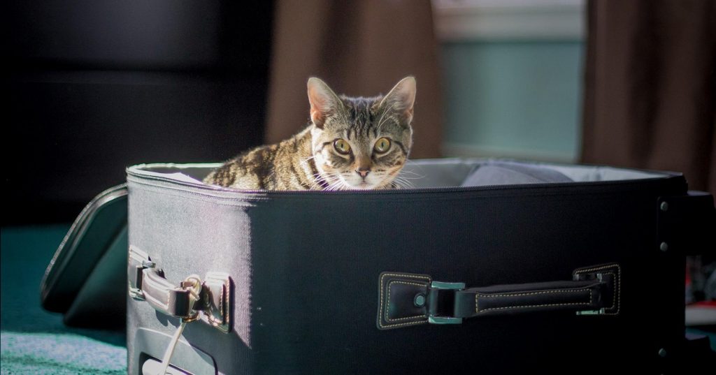 Dicas para transporte de pets em viagens