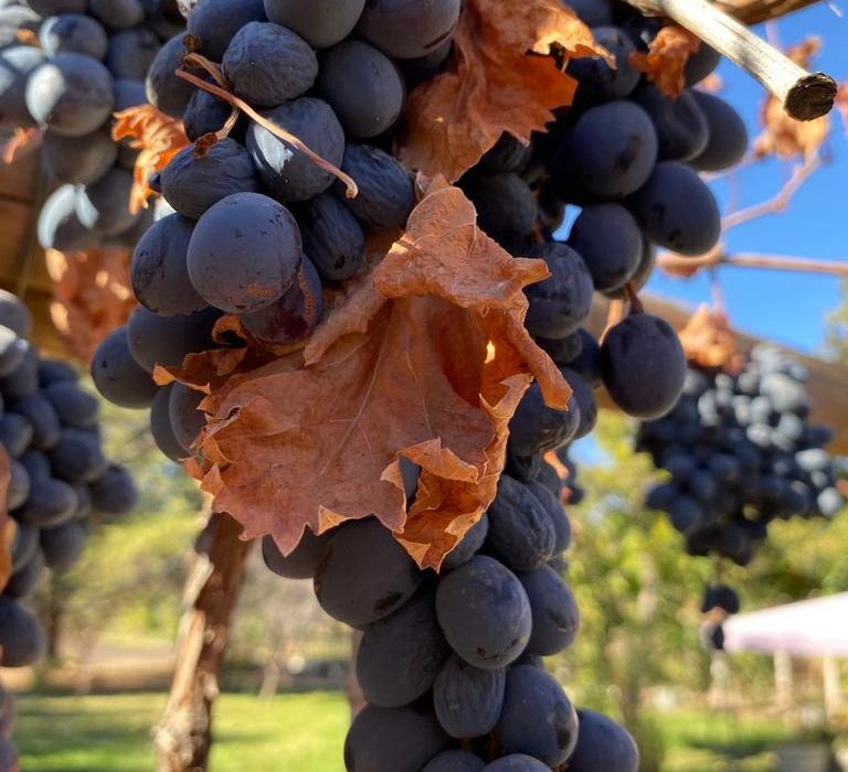 Participe da colheita de uvas na Serra Gaúcha