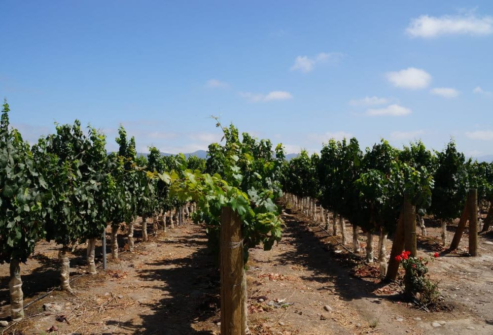 Melhores vinícolas do mundo com mais de 10 sul-americanas no ranking