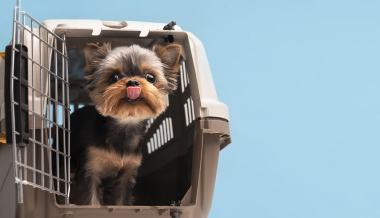 Viajar aos EUA com animal de estimação – veja regras