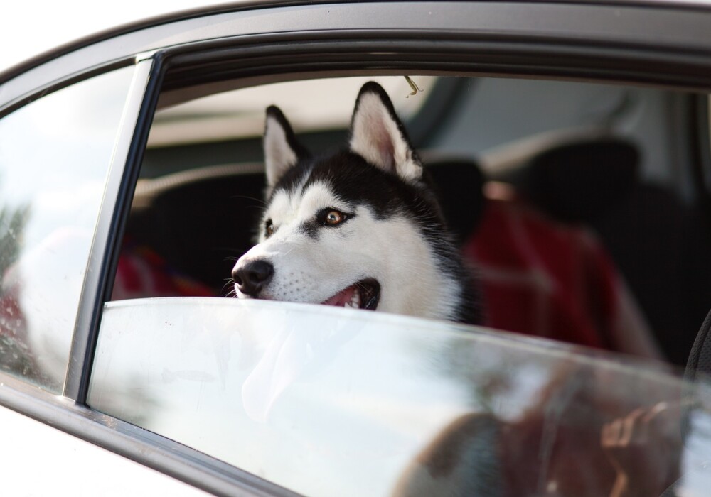 Hotel para cachorro – como se preparar para contratar o serviço para o seu pet