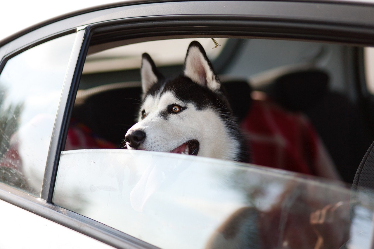 Hotel para cachorro – como se preparar para contratar o serviço para o seu pet