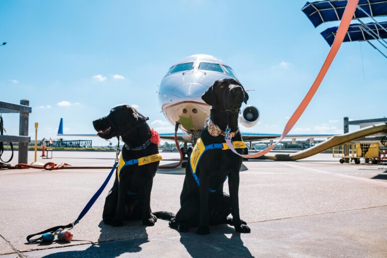 Devo levar meu cachorro na viagem ou deixá-lo num hotel pet?